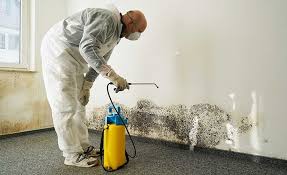 Reliable Centralia, IL Mold Prevention & Removal  Solutions